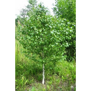 Береза обыкновенная