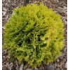 Саженец Туи Amber Glow-NB: фото и описание