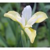 Саженец ириса сибирского Баттер энд Шугар (Butter and Sugar): фото и описание