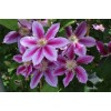 Саженец клематиса Доктор Рупель (Dr. Ruppel): фото и описание