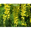 Саженцы акации (Карагана) Уссурийская (Ussuriensis) -  5 шт.: фото и описание