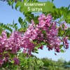 Саженцы акации (Робиния) Маргарита Каск Руж (Casque Rouge) -  5 шт.: фото и описание