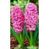 Луковицы гиацинта Розетта (Rosette) -  5 шт.: фото и описание
