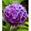 Саженцы гортензии крупнолистной Мэджикал Фламенко Блю (Magical Flamenco blue) -  5 шт.: фото и описание