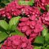 Саженцы гортензии крупнолистной Мэджикал Рубиред (Magical Rubyred) -  5 шт.: фото и описание