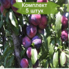 Саженцы поздней красной сливы колоновидной Оскар плюс -  5 шт.: фото и описание