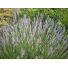 Саженцы лавандина Ричард Грей (Richard Grey) -  5 шт.: фото и описание