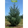 Саженцы можжевельника Виргинский от 100 см -  5 шт.: фото и описание