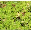 Саженцы очитка Иммергрунхен  (Immergrunchen) -  5 шт.: фото и описание