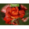 Саженцы чайно-гибридной розы Наранга (Naranga) -  5 шт.: фото и описание