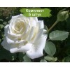 Саженцы чайно-гибридной розы Пола Штерн (Polarstern) -  5 шт.: фото и описание