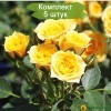 Саженцы спрей розы Еллоу Бэйби (Yellow Baby) -  5 шт.: фото и описание