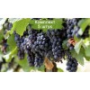 Саженцы винограда Молдова (Поздний/Черный) -  5 шт.: фото и описание
