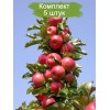 Комплект 5шт / Яблоня КВ 17 (колоновидная)