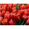Срезка Луковица Тюльпанаов на 8 марта оптом Луковица Тюльпана Айкун (Icoon): фото и описание