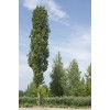 Саженец тополя Чёрный (100-150 см): фото и описание