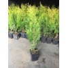 Туя Смарагд 40-60 см: фото и описание