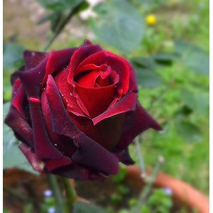 Роза Лавралет(чайно-гибридная)