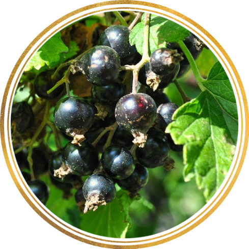 Черная смородина богатырь. Ксёш чёрный. Смородина сорт ксюша. Смородина черная аркадия. Черной смородины эбони для ленобласти.